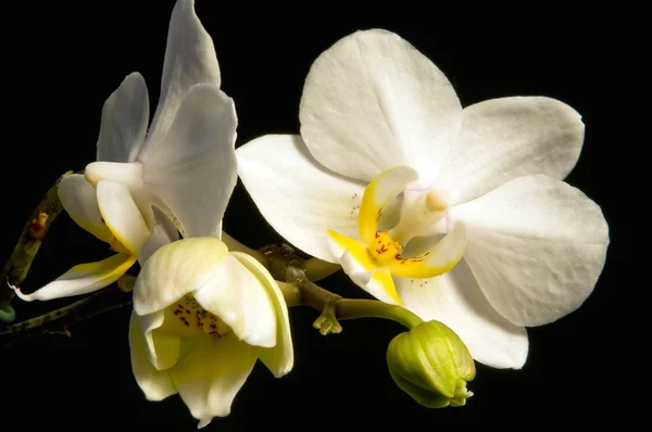 Белая орхидея на черном фоне — стоковое фото