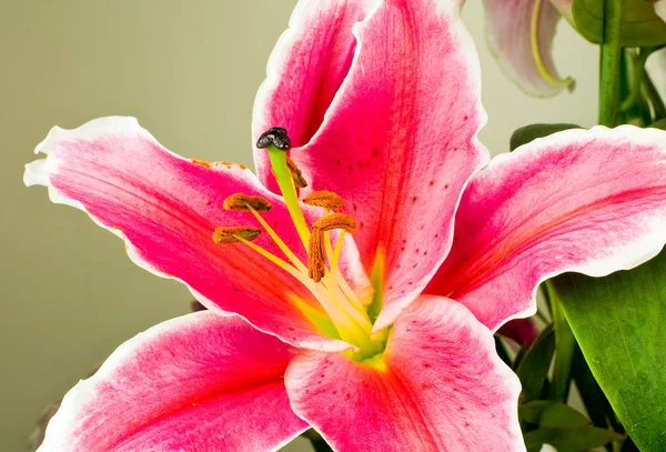 Pink lily flower (Lilium) — Stockfoto