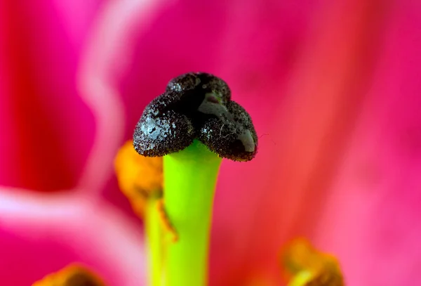 Pistil d'une fleur de lis rose — Photo