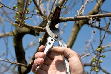 Pruning of cherry tree clipart