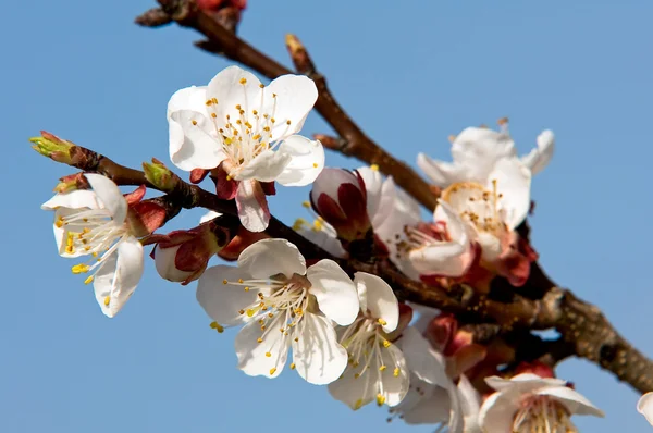 Blommande aprikos 2 — Stockfoto