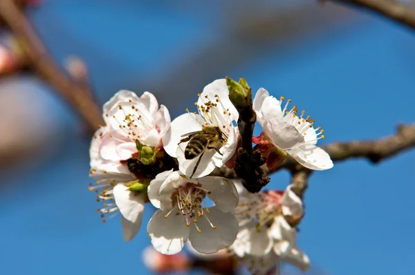 Blooming apricot — Stock Photo, Image