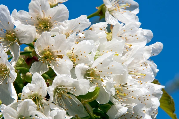 Blooming cherry flower — Stock Photo, Image