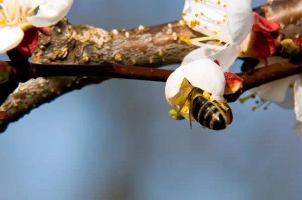 Pollenizing — Stok fotoğraf