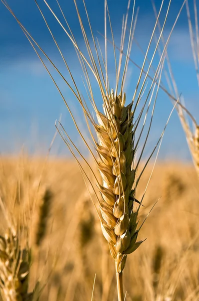 Primer plano de la oreja de trigo —  Fotos de Stock