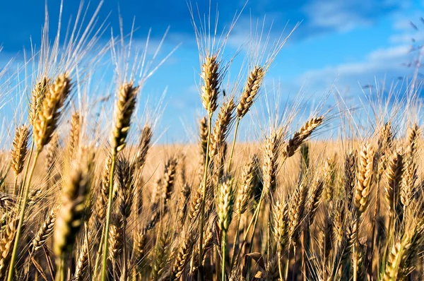 Tesouras no campo de trigo — Fotografia de Stock
