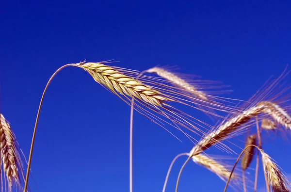 Oreilles de blé avec ciel bleu — Photo