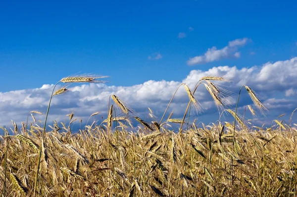 Terras de trigo com nuvens — Fotografia de Stock