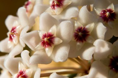 hoya carnosa closeup