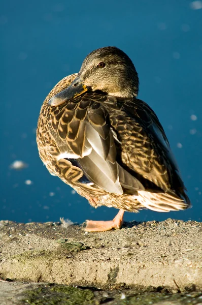 Relaxing mallard duck — Stock Photo, Image