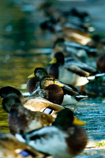 Enten in einer Reihe — Stockfoto