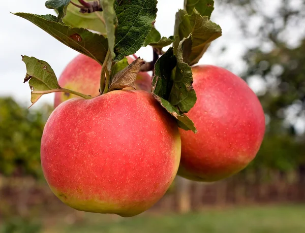 りんご ロイヤリティフリーのストック写真