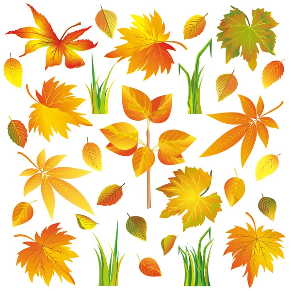 Conjunto de hojas de otoño y hierba aislada sobre blanco — Vector de stock