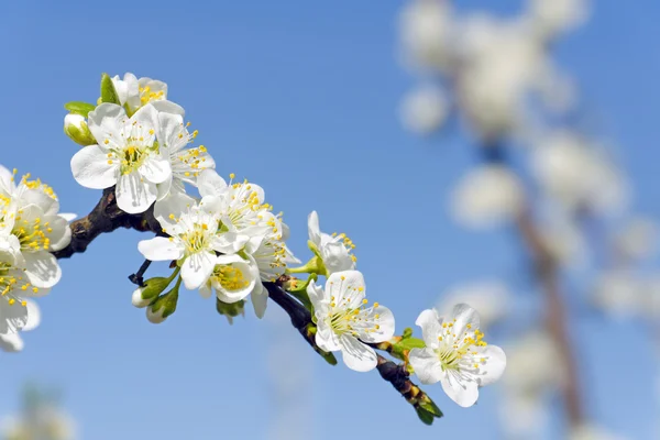 White apple blossom tree against a blue sky
