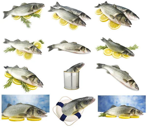 Collage of sea bass — Stock Photo, Image
