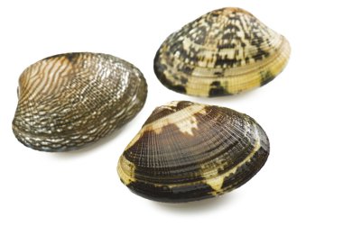 Clams raw clipart