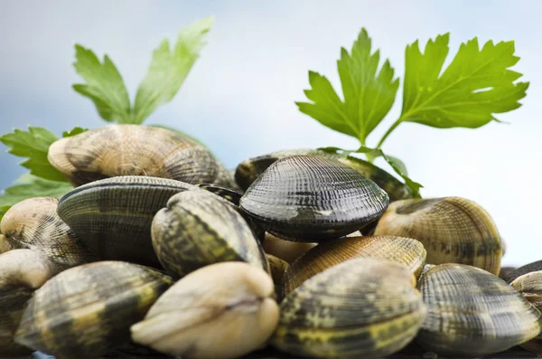 A group of Clams — Stock Photo, Image