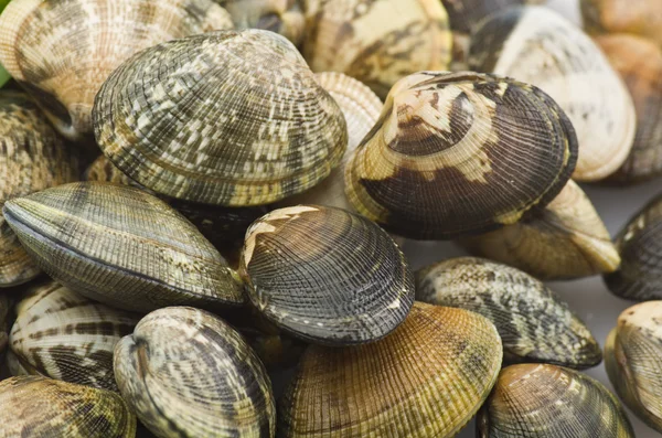 stock image A group of Clams