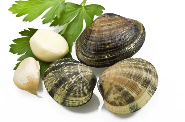 stock image Clams and spices