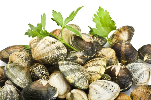 Clams and spices — Stock Photo, Image