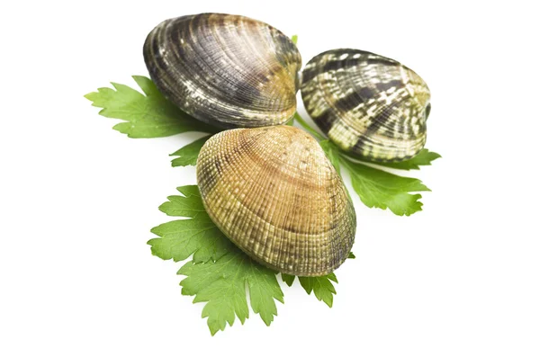 Clams and spices — Stock Photo, Image