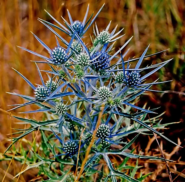 stock image Blue scais