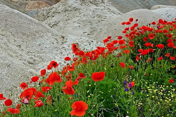 Пустыня и цветы 1 — стоковое фото