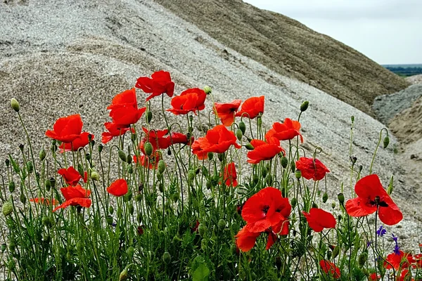 Пустеля і квіти 3 — стокове фото