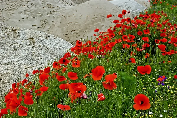 Çöl ve çiçek 5 — Stok fotoğraf
