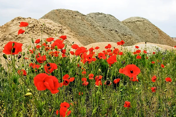 Woestijn en bloemen 6 — Stockfoto