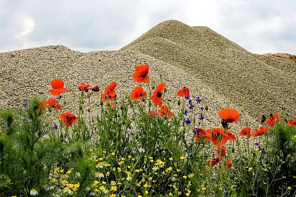 Пустеля і квіти 7 — стокове фото