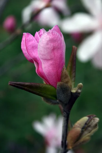 Magnolia 1 — Stockfoto