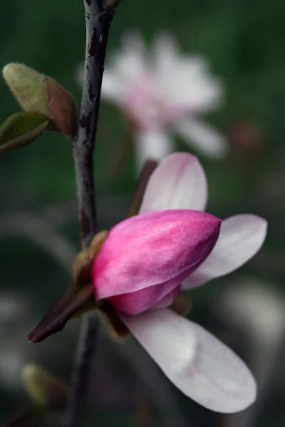 Magnolia 2 — Zdjęcie stockowe