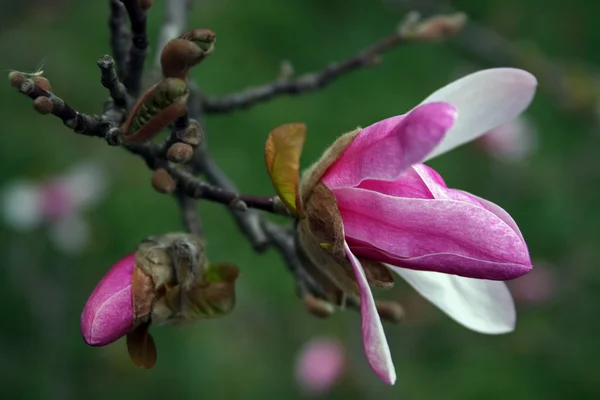 Magnolia 3 — Stockfoto
