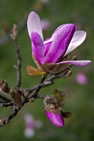 Magnolia 4 — Stockfoto