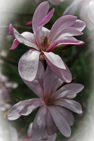 Magnolia 9 — Zdjęcie stockowe