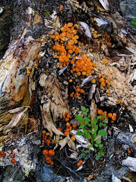 버섯 (4) — 스톡 사진