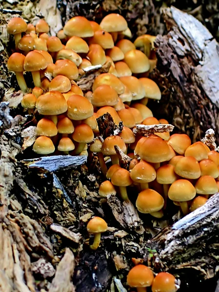 Funghi — Foto Stock