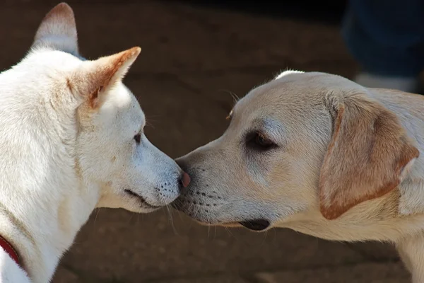 stock image Couple canine 3