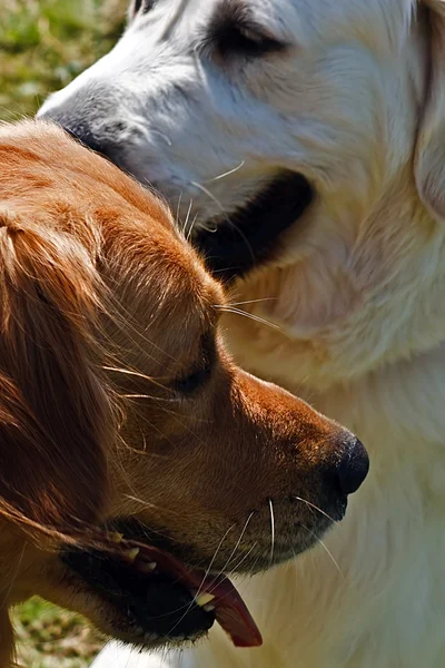 Stock image Couple canine 7