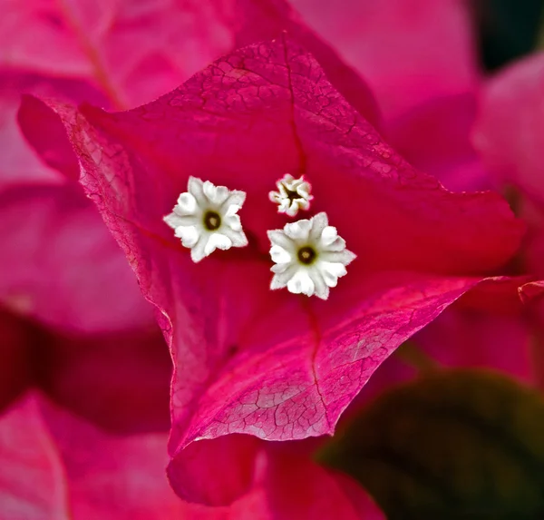 Blumen 4 — Stockfoto