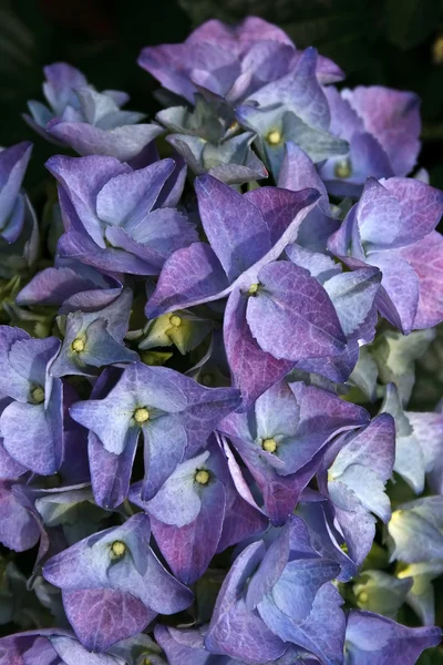 Blumen 12 — Stockfoto