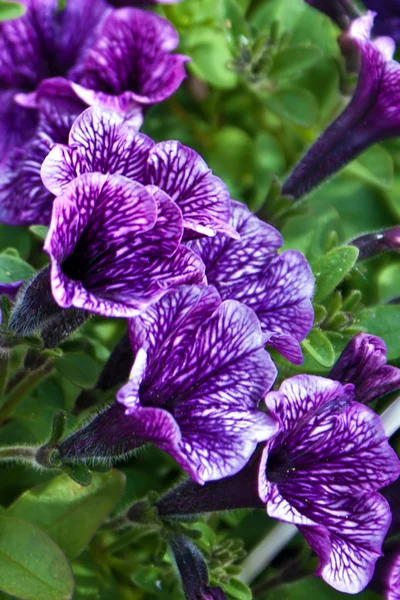 Blumen 18 — Stockfoto