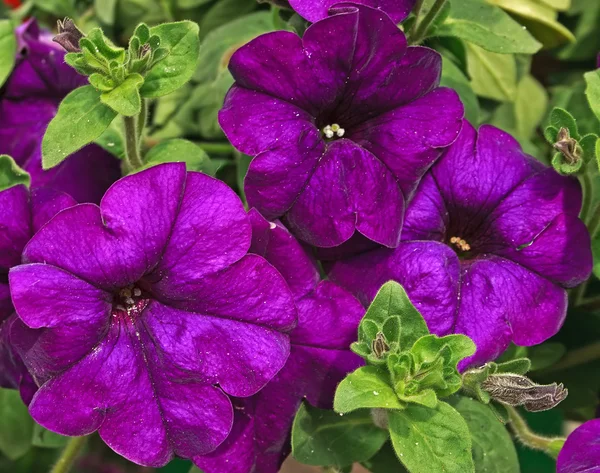 Blumen 24 — Stockfoto