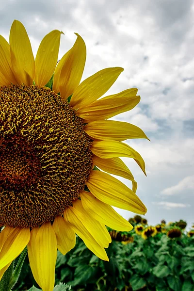 Sunflower 1 — Stock Photo, Image