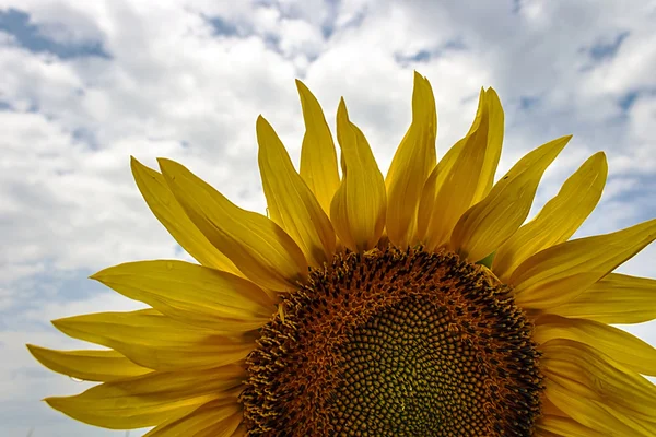 Sonnenblume 2 — Stockfoto