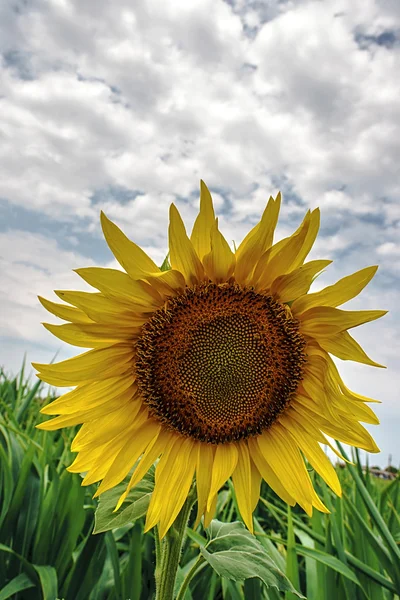 Sunflower 3 — Stock Photo, Image