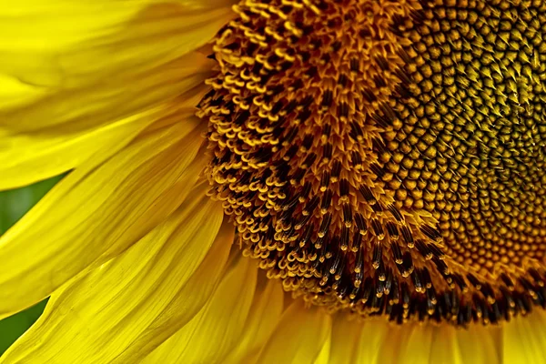 Sunflower 4 — Stock Photo, Image