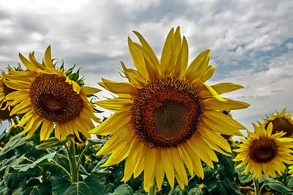 Sunflower 5 — Stock Photo, Image