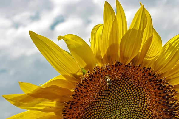 Sonnenblume 6 — Stockfoto
